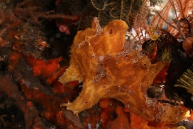 Komodo 2016 - Giant frogfish - Antenaire geant - Antennarius commerson - IMG_7267_rc